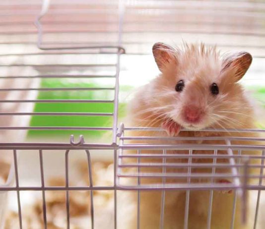 Hamster Cages: The Best Hamster Cage For Syrian And Dwarf Hamsters