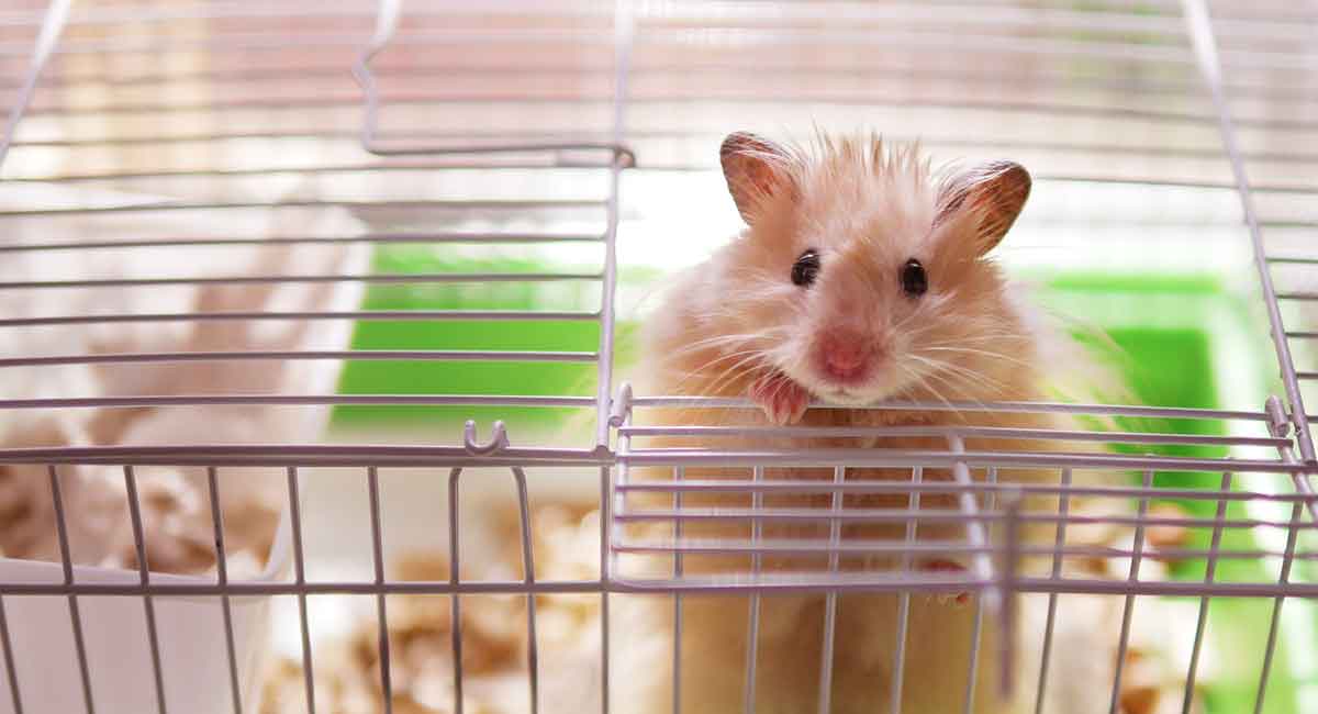 escape proof hamster cage