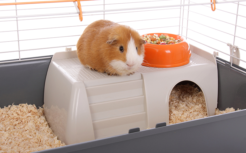 best-indoor-guinea-pig-cage-models-reviewed-with-tips-for-choosing