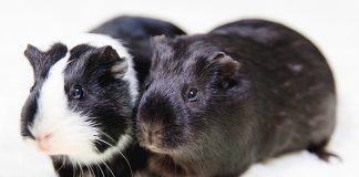Black and white guinea pig names