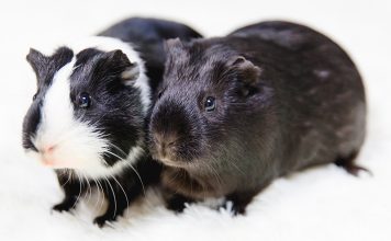 Black and white guinea pig names