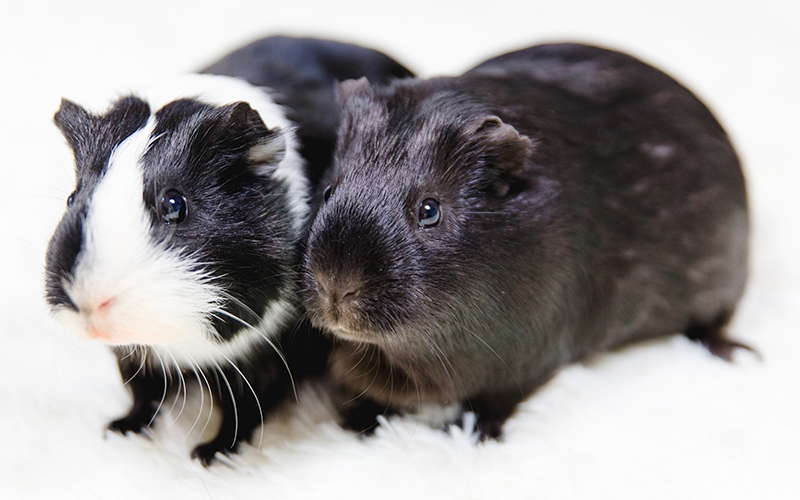 black and white guinea pig