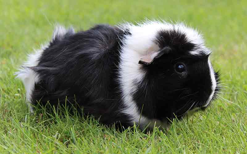 Black and white guinea pig names