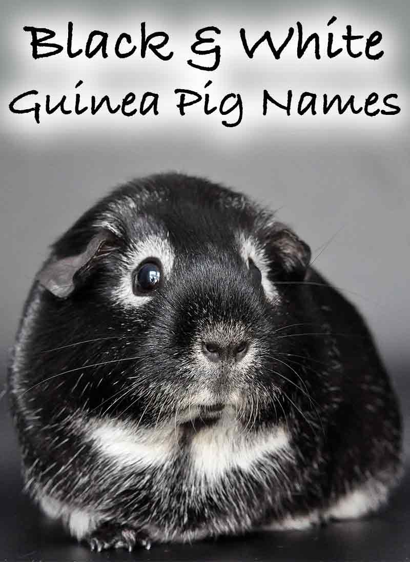 Black And White Guinea Pig Names - 250 Awesome Idea