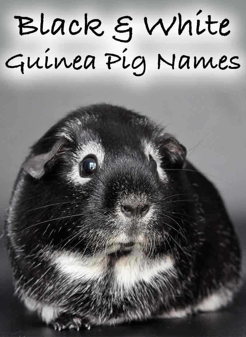 Black and white guinea pig names