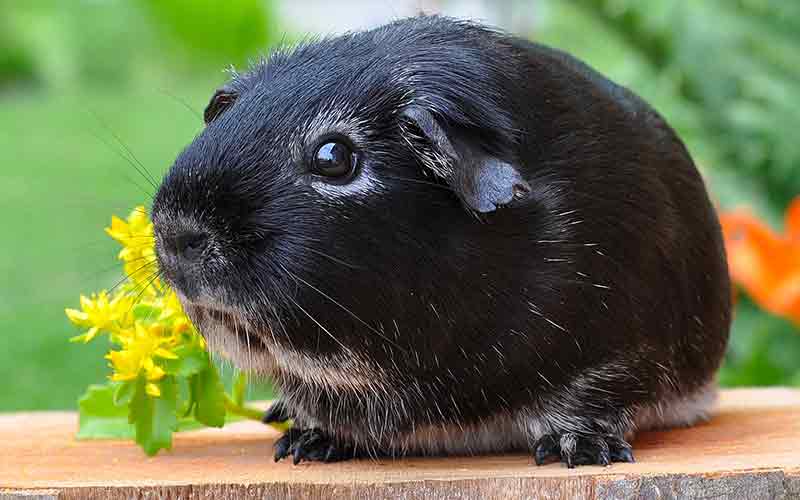 Black and white guinea pig names