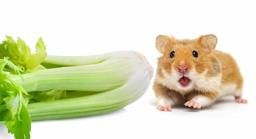 Can Hamsters Eat Celery? Find Out If It's Safe To Feed Celery To Your Pet