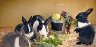 can bunnies eat zucchini