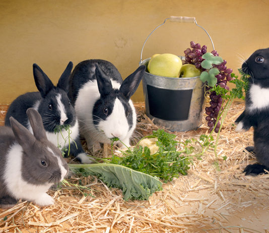 can bunnies eat zucchini