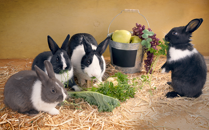 Can Rabbits Eat Zucchini And How Much Is Okay For Them To Munch!