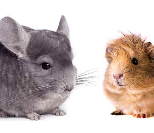 chinchilla vs guinea pig