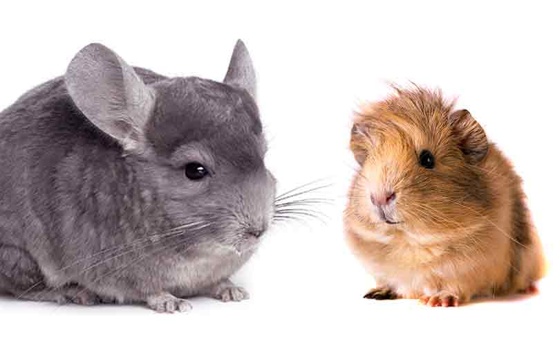 Chinchilla vs Guinea Pig – Which Is The 