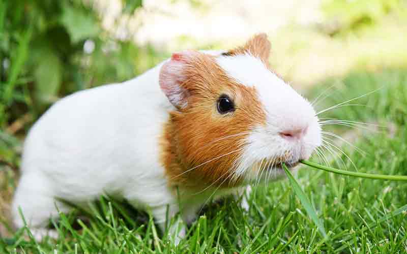 guinea pigs eating grass