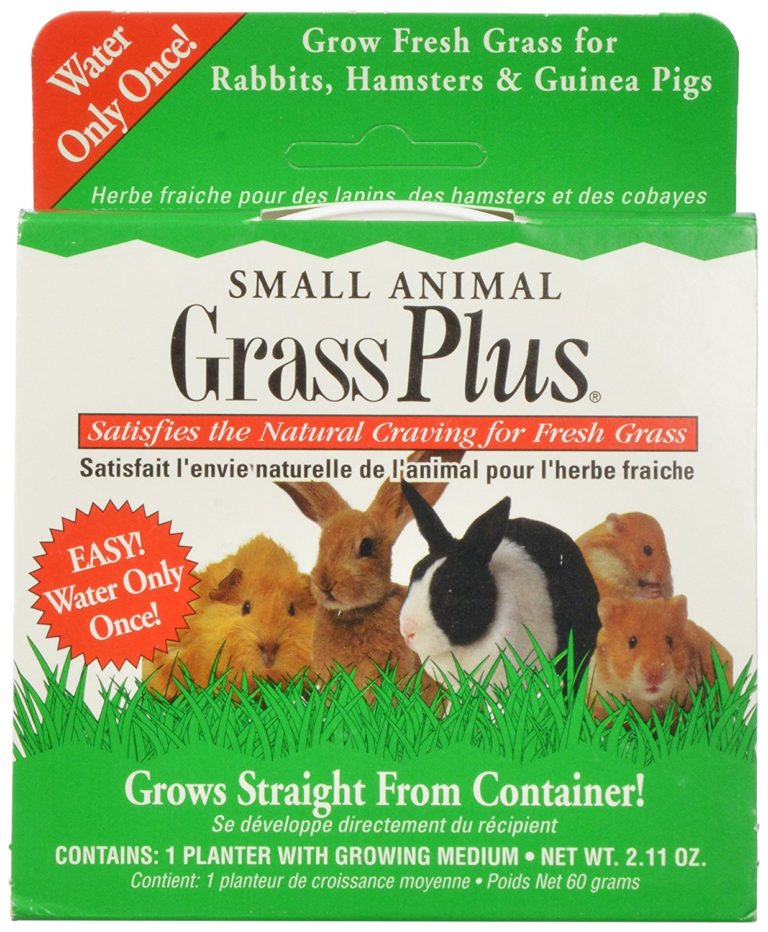 Can Guinea Pigs Eat Fresh Grass & Can You Grow Your Own