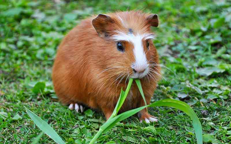 Guinea pigs hot sale eating grass