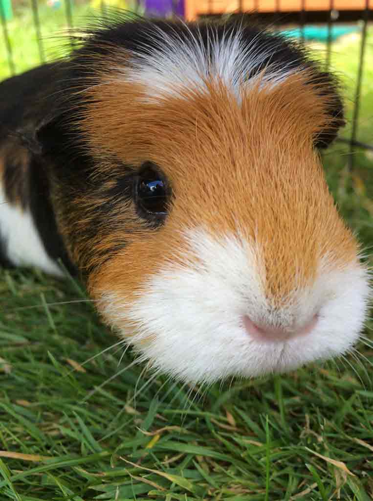 can guinea pigs eat grass?
