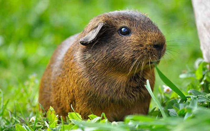 can guinea pigs eat fresh grass