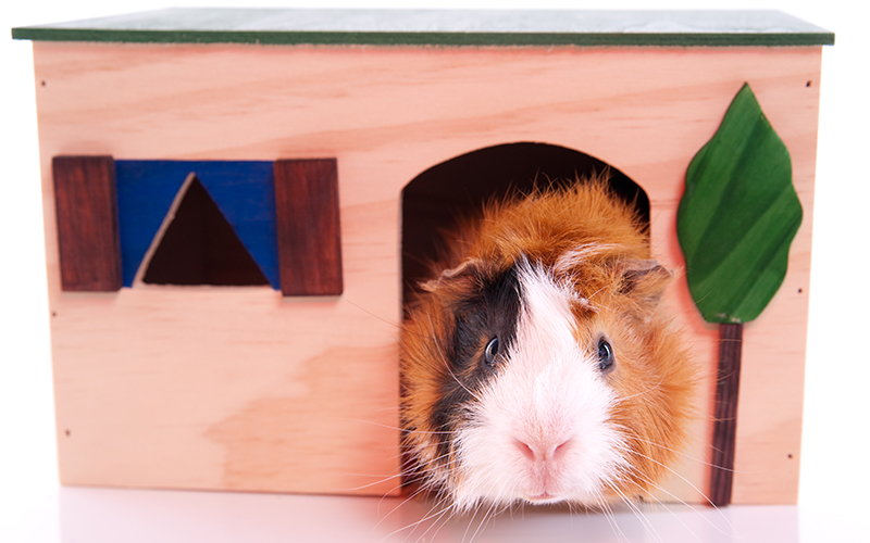 guinea pig hide house