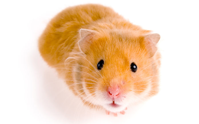 50 awesome hamster facts for kids