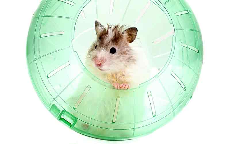 mini hamster ball