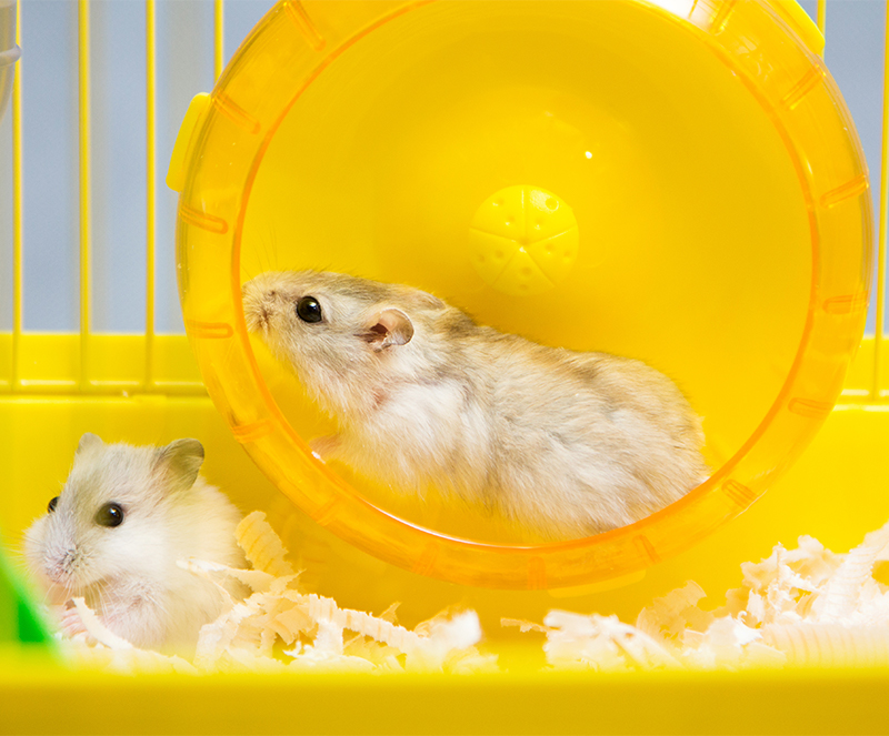 Hamster Facts: Lesson for Kids