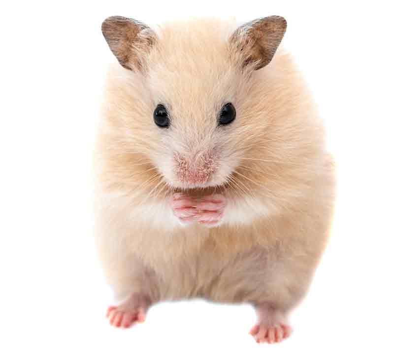 Great male Syrian hamster names