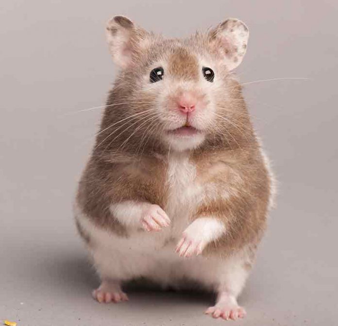 500-boy-hamster-names-the-best-options-for-all-male-hamsters