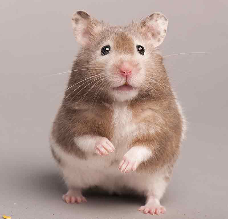 brown syrian hamsters