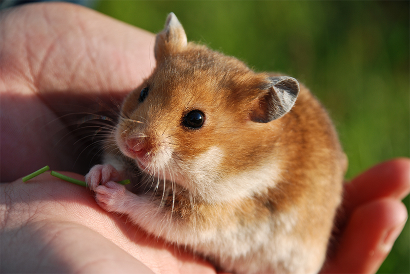 50 Amazing Hamster Facts For Kids - Everything You Want To Know!