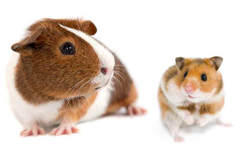 hamster and guinea pig breed