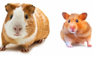 Hamster vs Guinea Pig – Which Pet Is Right For Me? hamster vs guinea pig