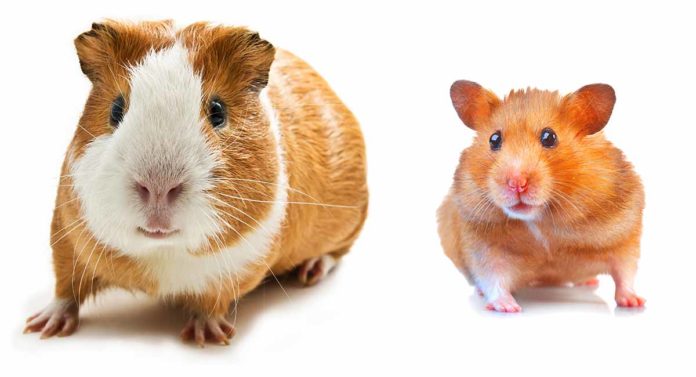 hamster vs guinea pig