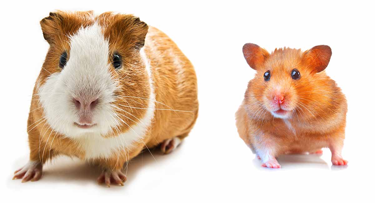 Pelihara Hamster Atau Marmut Ya? Ini 11 Perbedaannya!