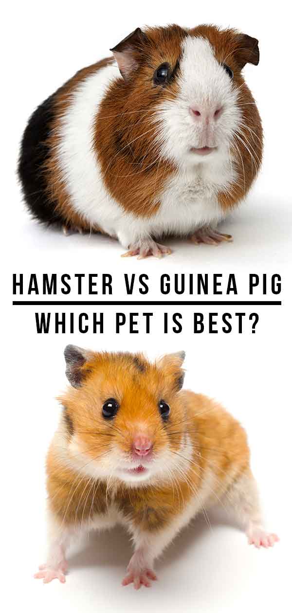 hamster vs guinea pig