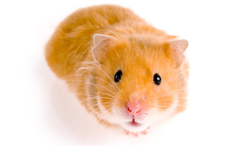 Hamster - Animal Facts for Kids - Characteristics & Pictures