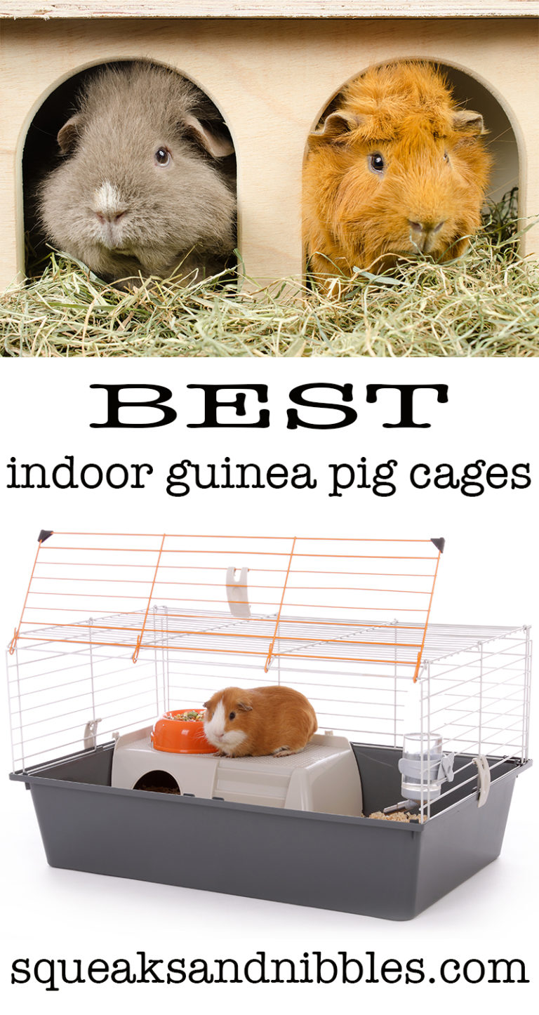 Best Indoor Guinea Pig Cages, Hutches, and Runs Reviewed