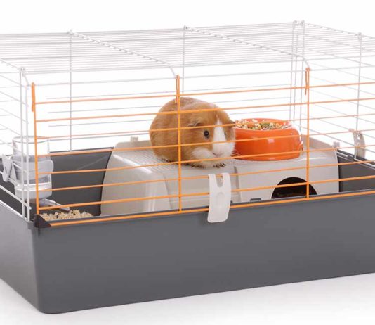 best indoor guinea pig cages