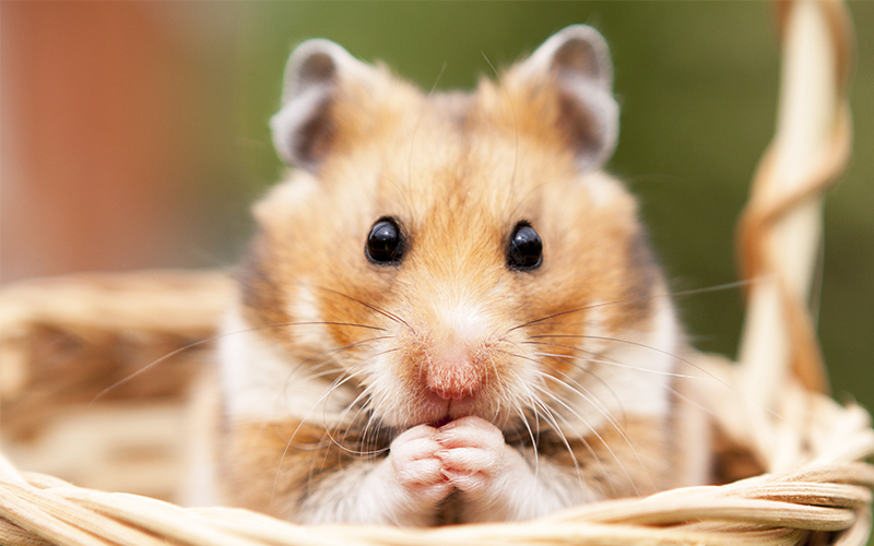 Boy Hamster Names 150 Cool Ideas For Male Hamster Names