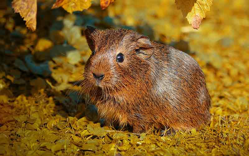 best guinea pig run