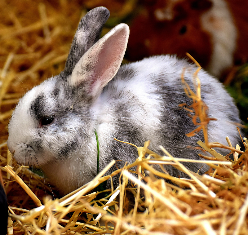 Can Bunnies Get Colds? A Complete Guide To Rabbit Snuffles