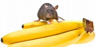 Can Rats Eat Bananas?