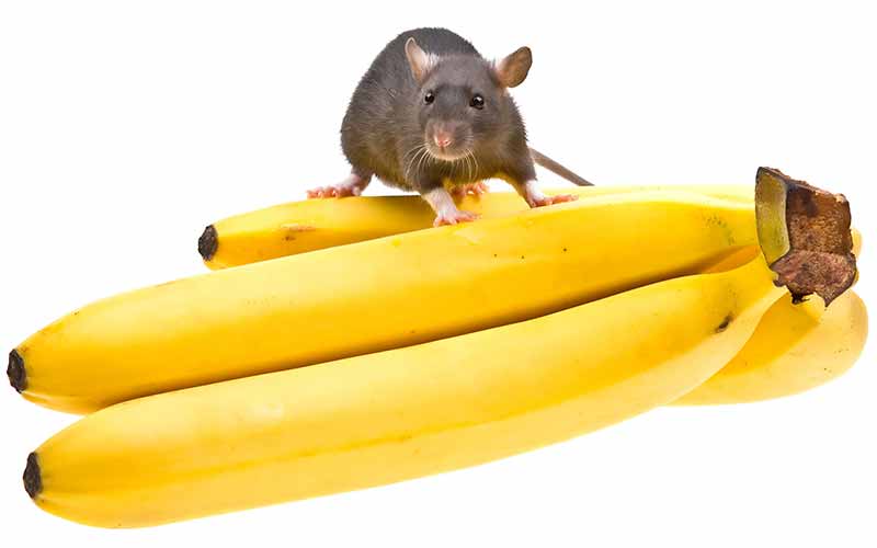 can chinchilla eat bananas