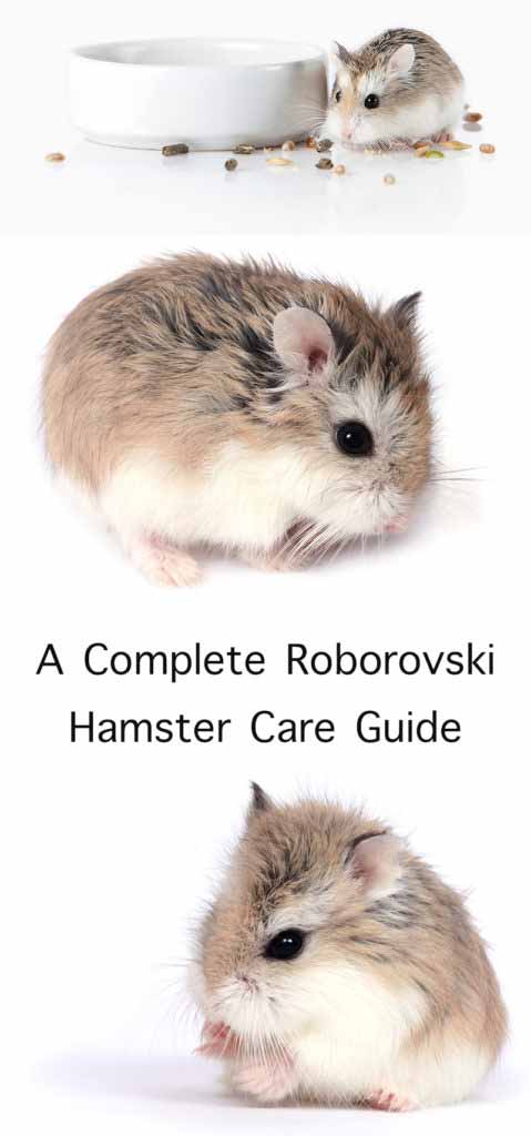 Roborovski Hamster - The Complete Guide To The Robo Dwarf Hamster