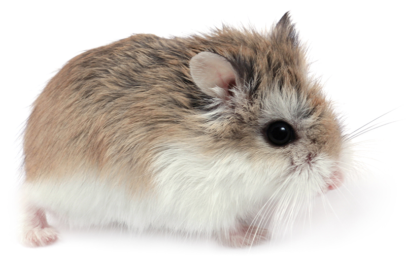 roborovski hamster facts for kids