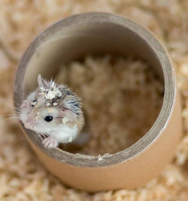 Roborovski Hamster - The Complete Guide To The Robo Dwarf Hamster