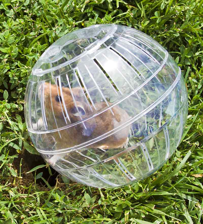 cool hamster balls