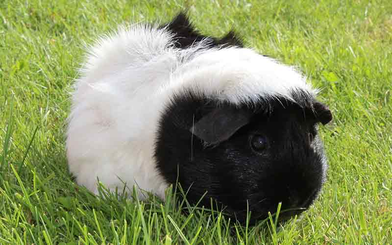 white fluffy guinea pig