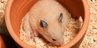 best bedding for hamsters