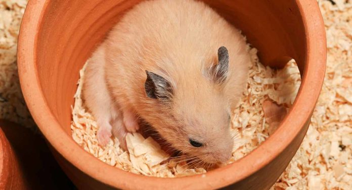 beste Bettwäsche für Hamster 