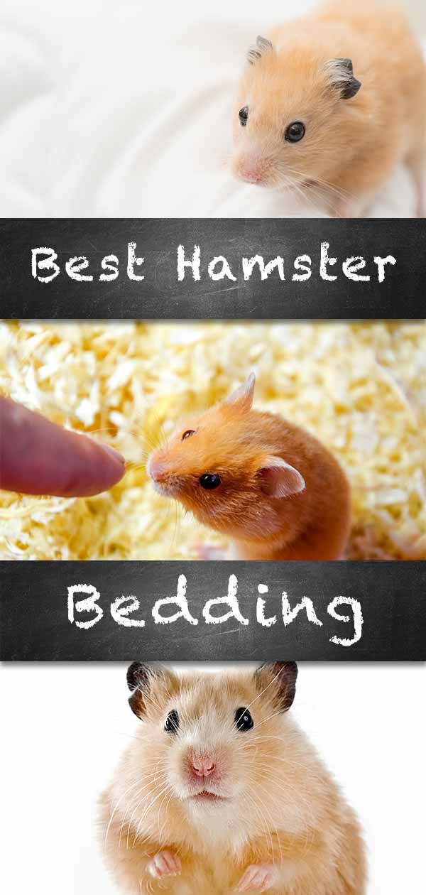 best bedding for hamsters